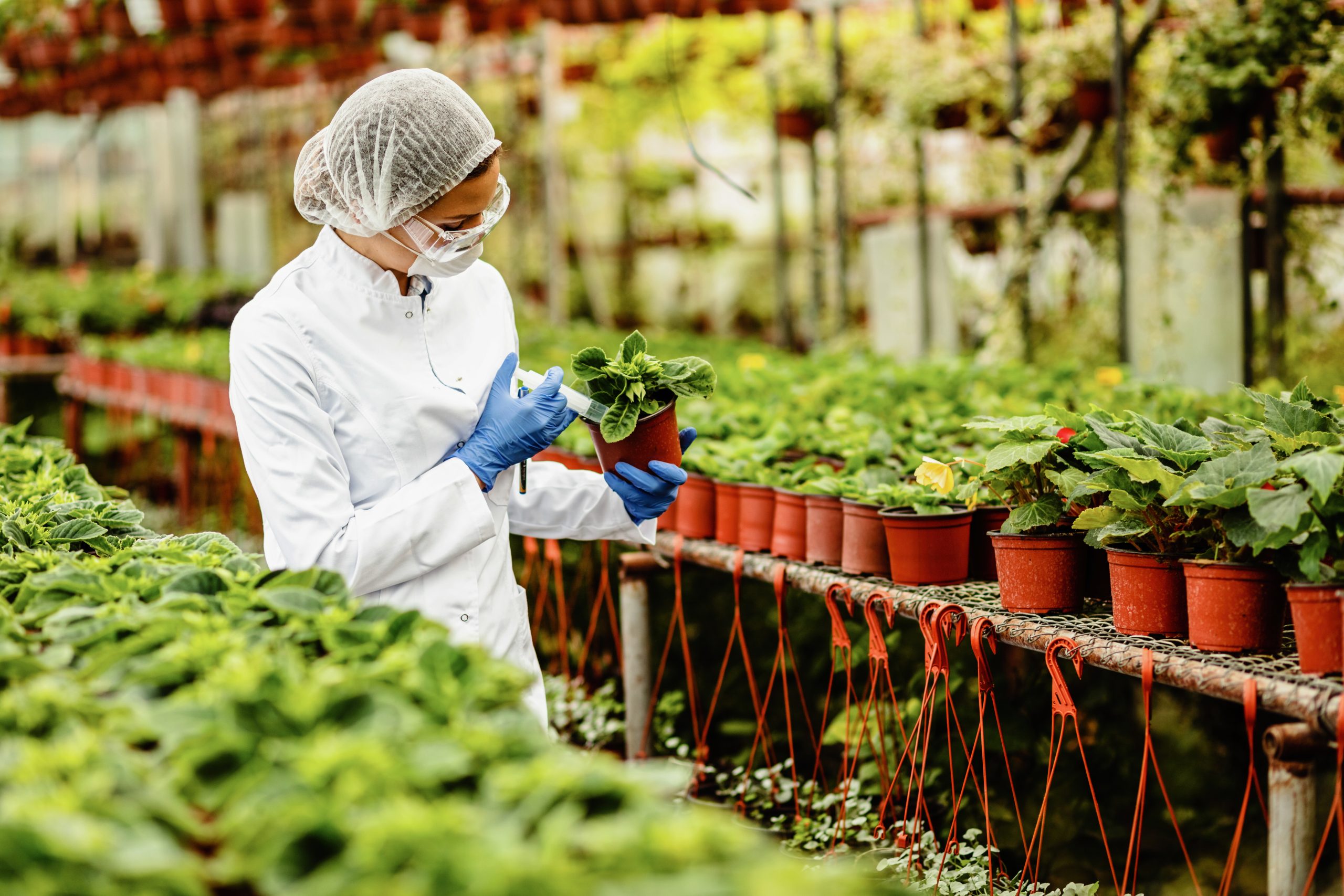 Scientist injecting fertilizer in flower pot while working at plant nursery.